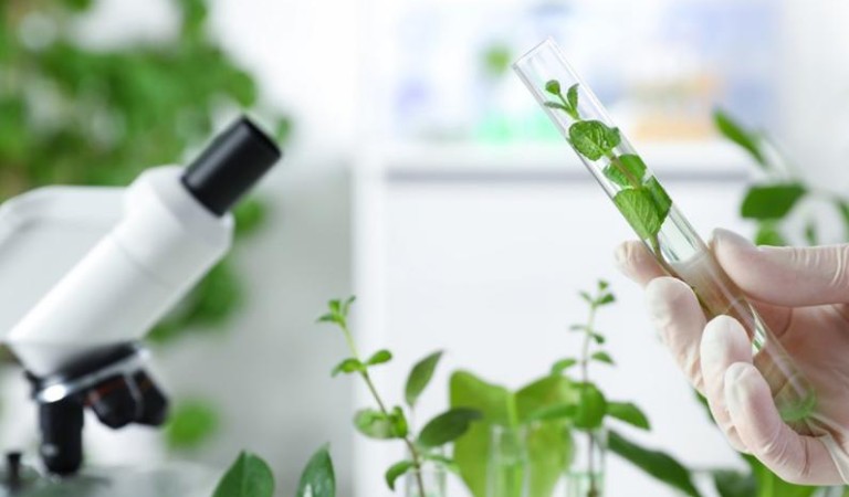 The Benefits And Uses of Plant Extracts