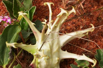 Devil’s Claw Extract