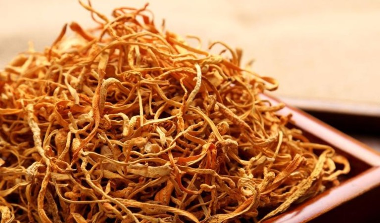 Cordyceps Extract: The Miraculous Medical Mushroom