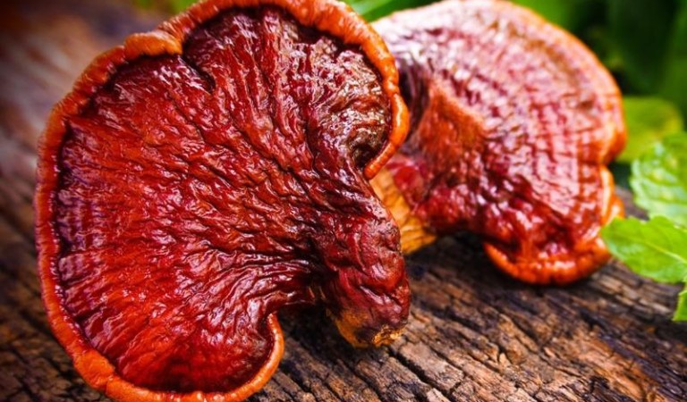 Mushroom extract: The new superfood for anti-aging benefits