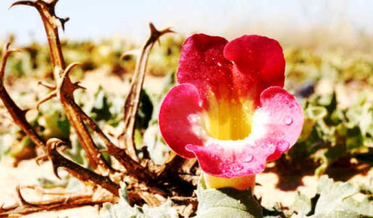 Devil’s Claw Extract: Benefits, Uses, Side Effects, and More