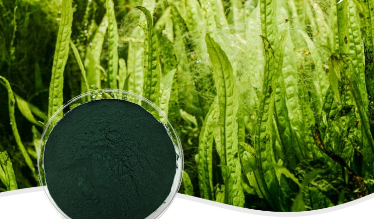Organic Spirulina Powder Best Nutritional Food for Athletes