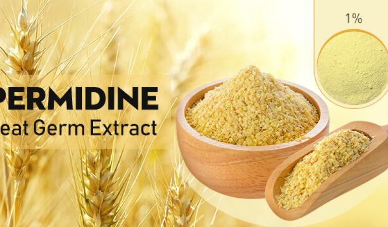 What is the role of spermidine in promoting longevity?