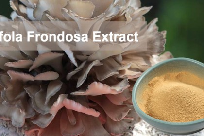 Maitake Mushroom Powder