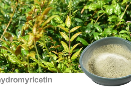 Vine Tea Extract