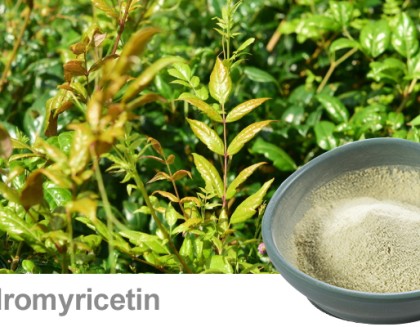 Vine Tea Extract