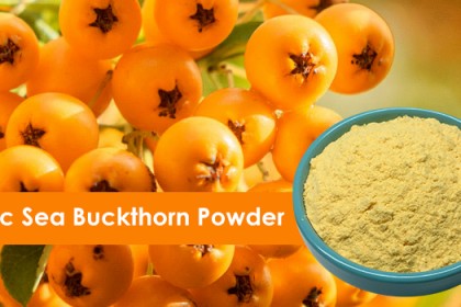 Sea Buckthorn Powder