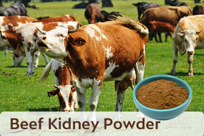 Beef Kidney Powder