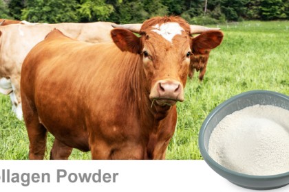 Bovine Collagen