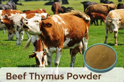 Beef Thymus Powder