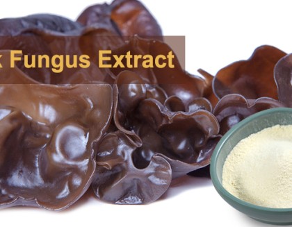 Black Fungus Mushroom Extract