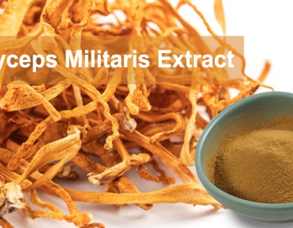 Cordyceps Militaris Extract