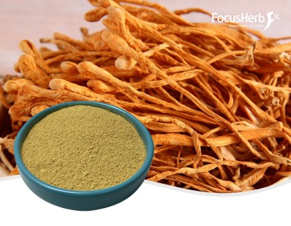 Cordyceps Militaris Powder