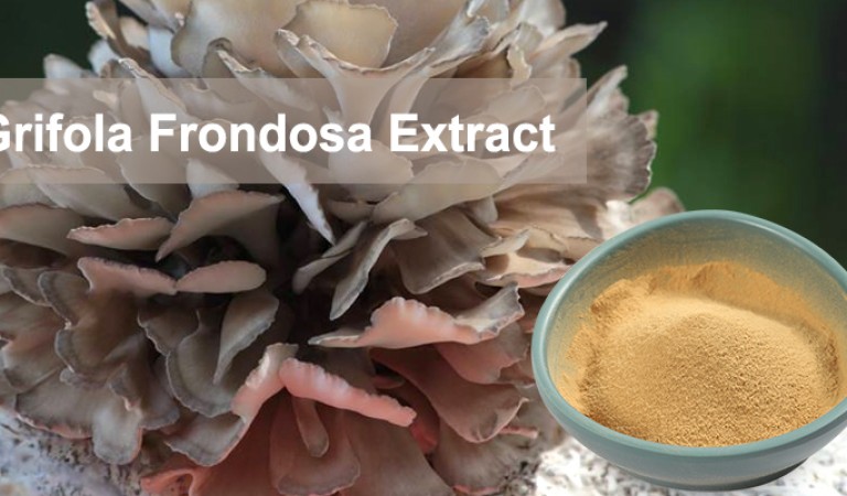 Maitake Mushroom Extact: a natural treasure of health