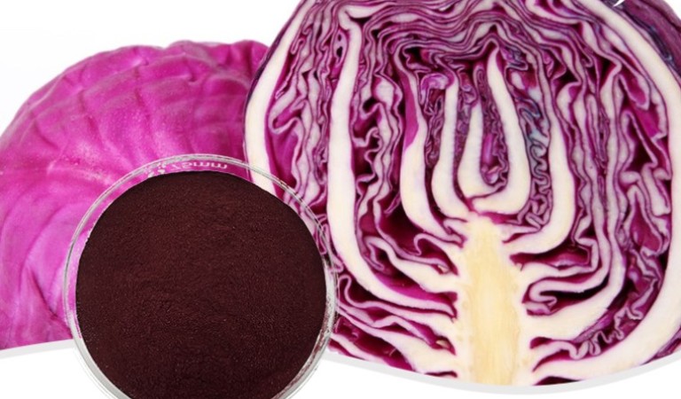 “Purple Treasure” Red Cabbage: An In-Depth Analysis from Table to Field