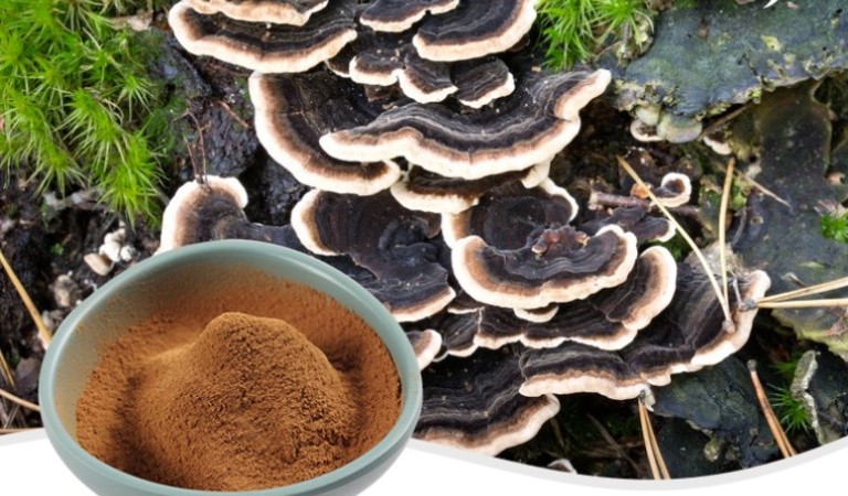 Turkey Tail Mushroom Extact: Big Power in a Tiny Fungus