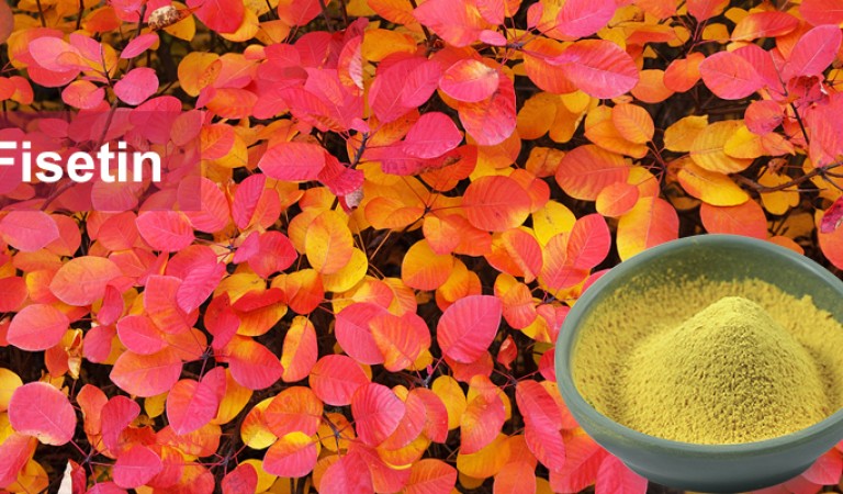 Fisetin: Unlock the natural code of anti-aging