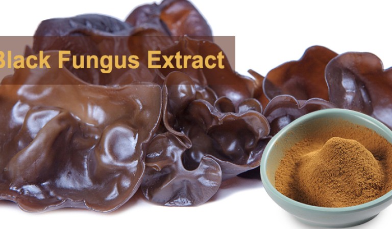 Black Fungus Mushroom Extract: Unlocking the Multiple Benefits of This Natural Health Guardian– FocusHerb