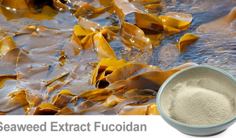 Fucoidan: Unlock the code to boost immunity