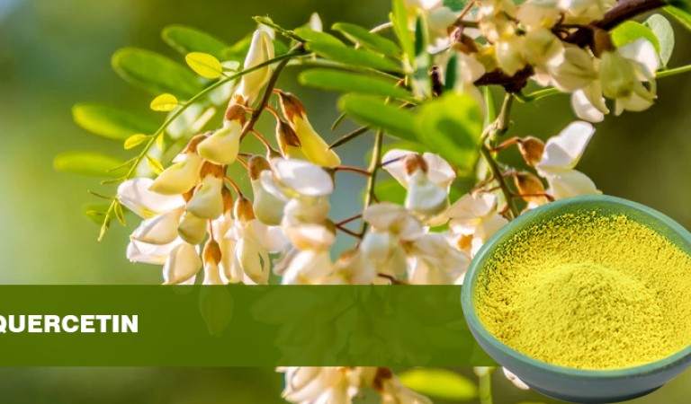 Quercetin Dihydrate powder:The health code hidden in tiny powder