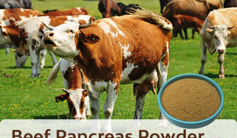 Beef Pancreas Powder: The health code hidden in the powder