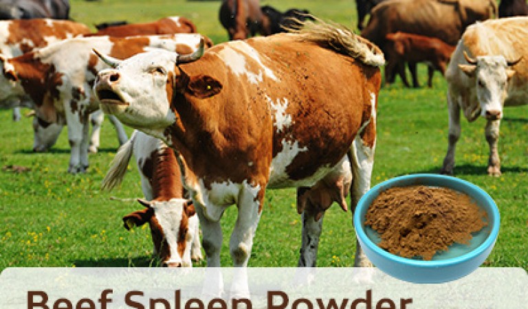 Beef spleen powder: The neglected nutritional treasure