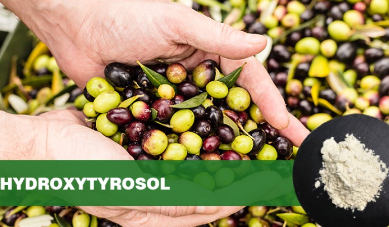 Hydroxytyrosol: Natural protective shield for cellular oxidative damage