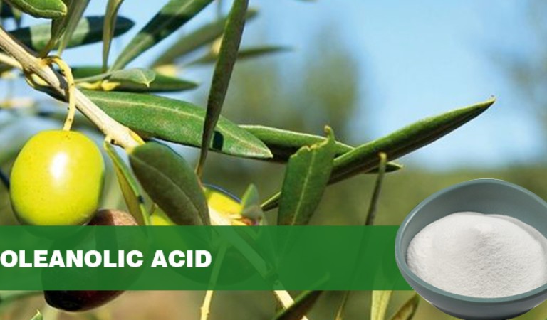 Oleanolic acid: a comprehensive analysis of the research and application of pentacyclic triterpenoid natural active ingredients
