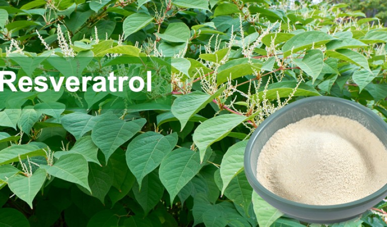 Resveratrol: The rising anti-aging star and health guardian in the plant world
