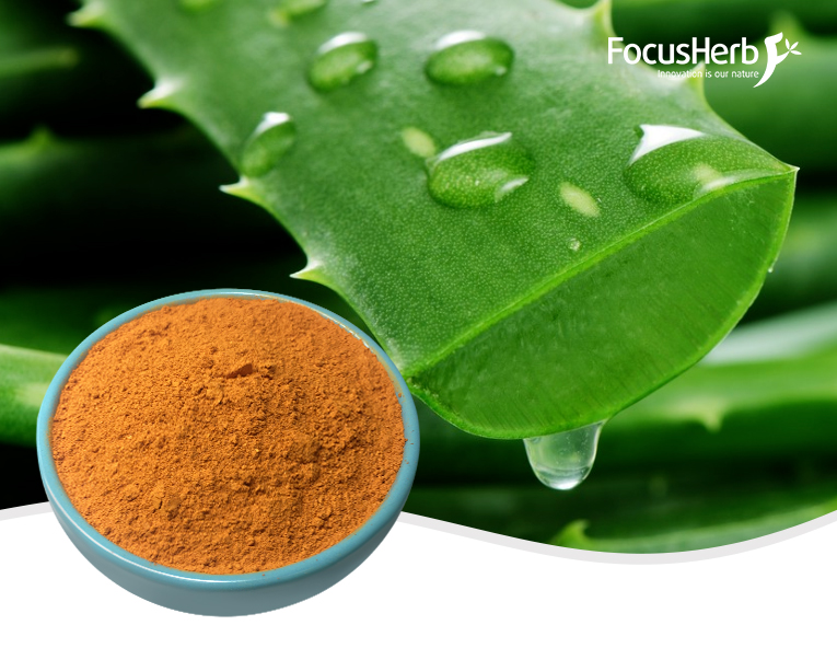 aloe blätter kaufen Aloe vera | Sukkulente main image 0