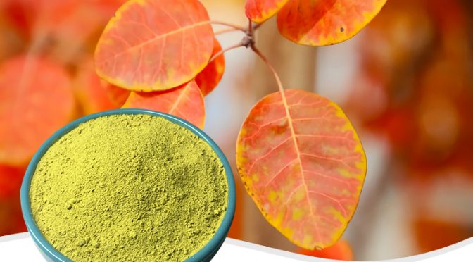 What Is Fisetin and What It Is Good For?