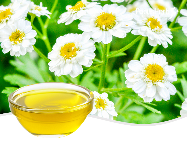 Pyrethrum | Herbal Extracts - FocusHerb