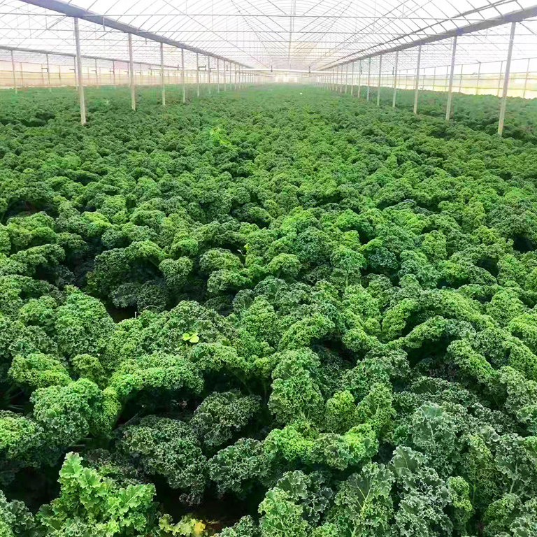 kale plantation