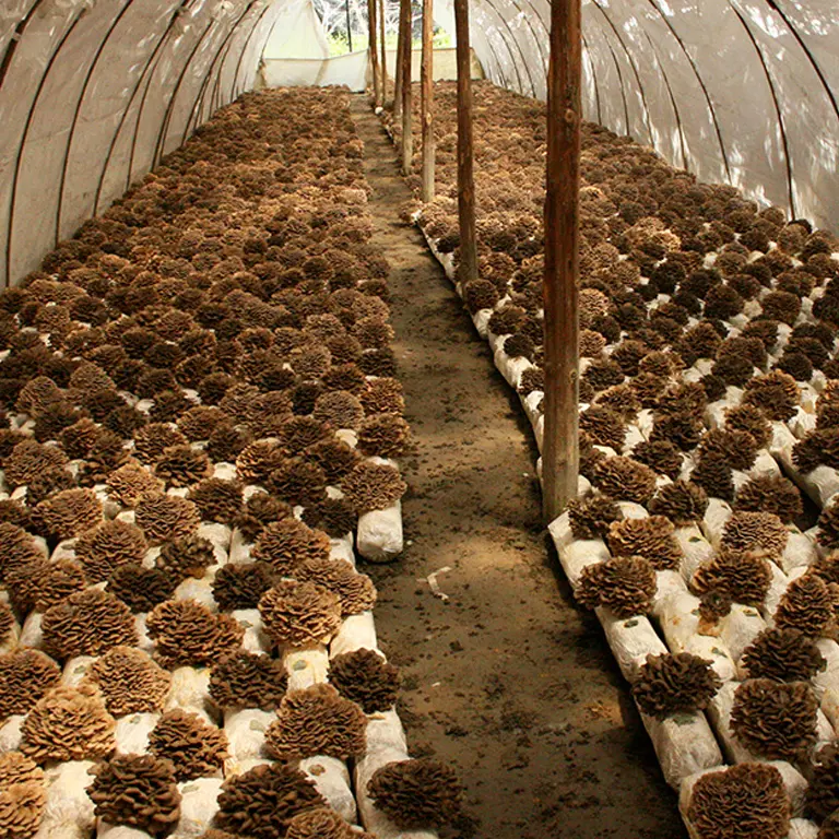 maitake plantation