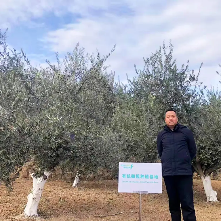 olive growing area