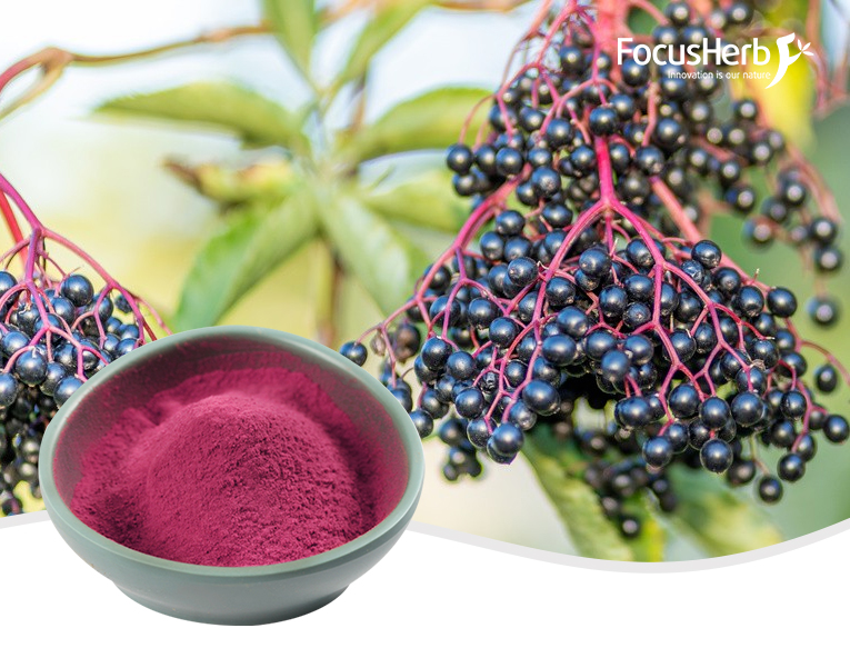 Elderberry Powder