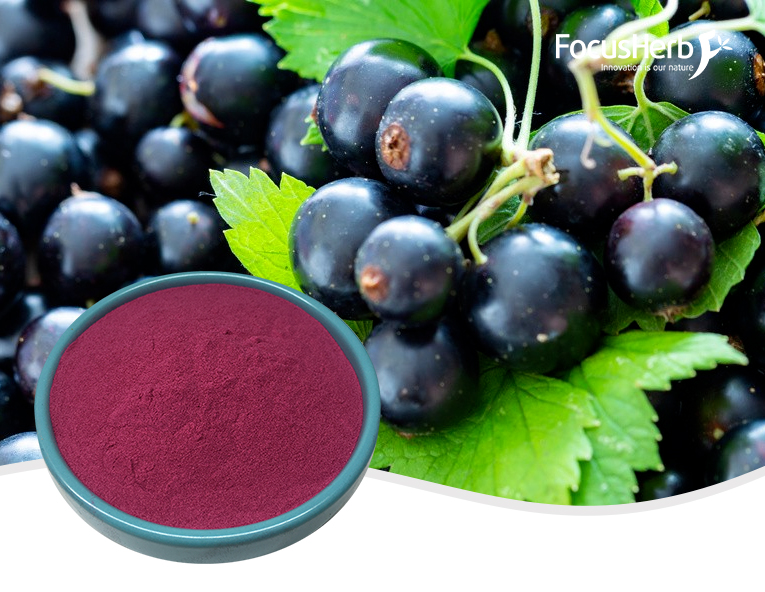 Black currant powder