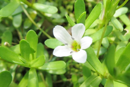 Bacopa Monnieri Extract