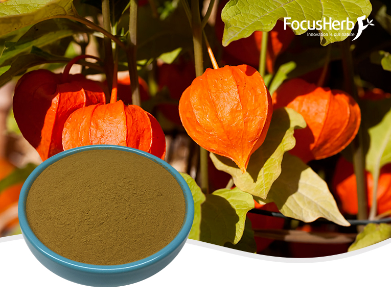 Ashwagandha Extract Withanolides