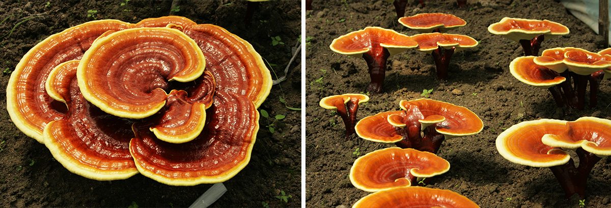 Reishi mushroom