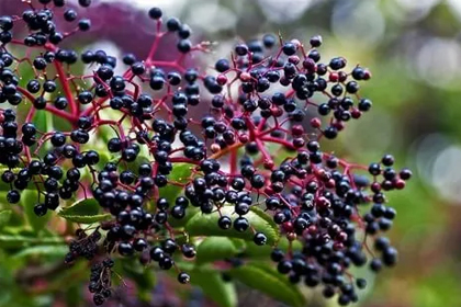 Elderberry Extract