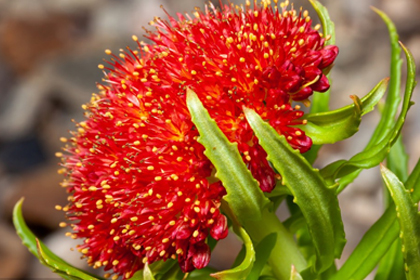 rhodiola