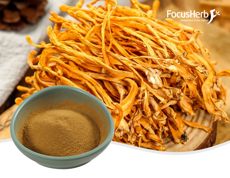 Organic Cordyceps Militaris Powder