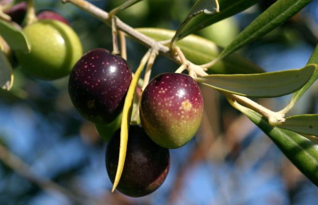 Pros and Cros of Herbal Extracts