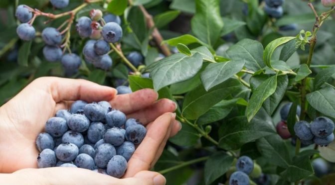 Herbal Extraction: A Comprehensive Guide to Choosing the Best One