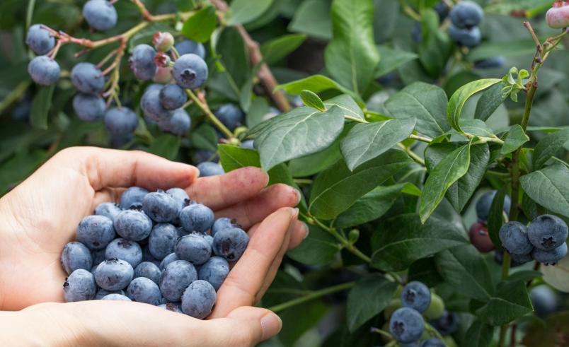 HERBS COME FROM A REPUTABLE COMPANY