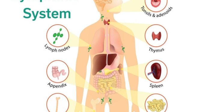 20 ways to Detox Your Lymphatic System
