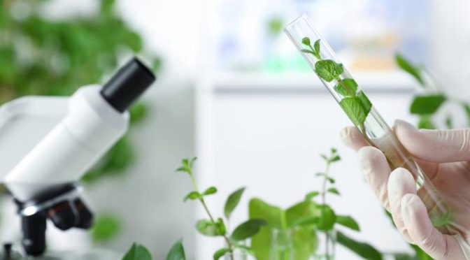 The Benefits And Uses of Plant Extracts