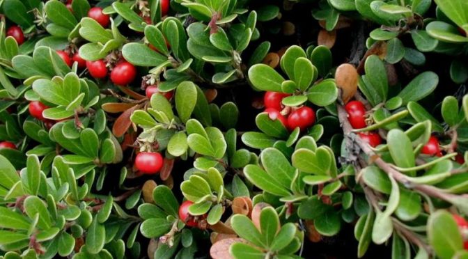 The Ultimate Guide To Alpha Arbutin: What It Is And What It Does