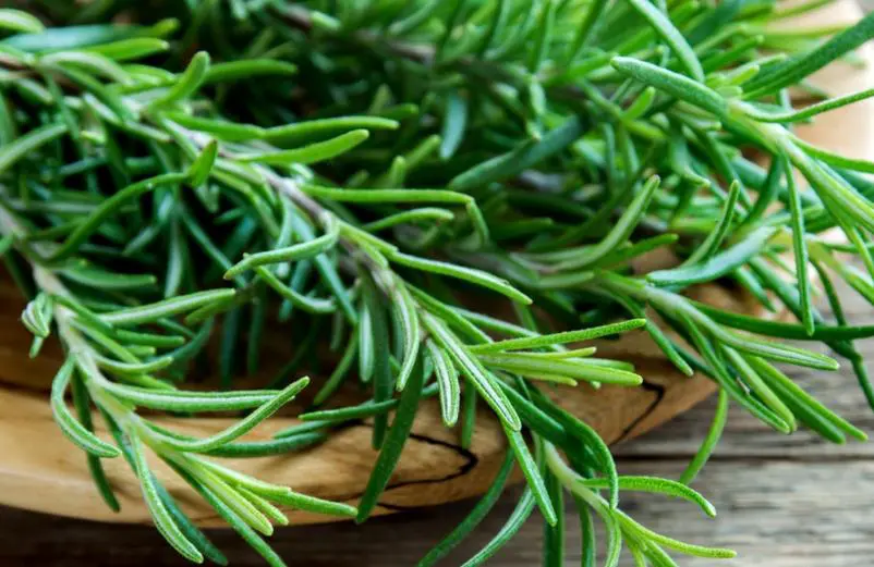 What is rosemary extract